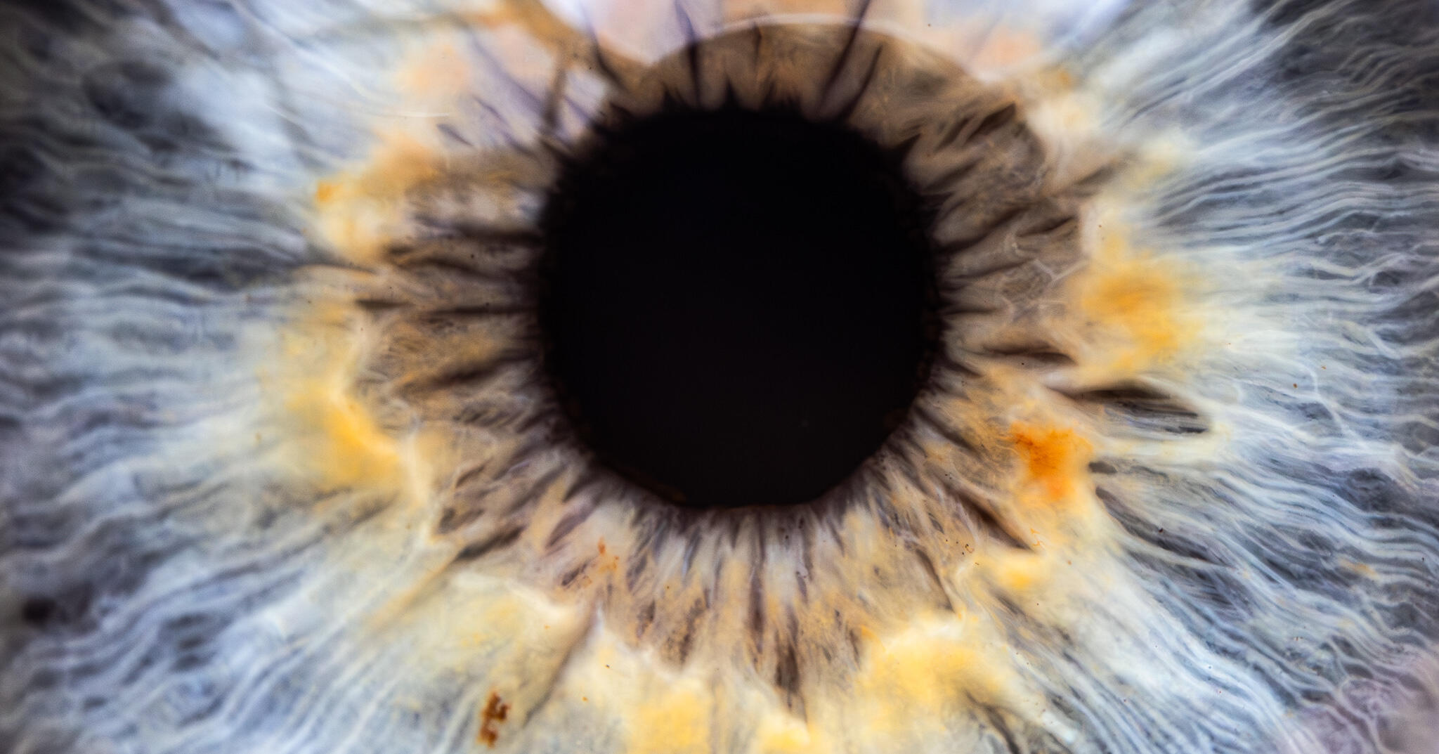 Extreme macro of a human iris, showing radiating fibers in soft blue, gold, and gray tones around a deep black pupil.