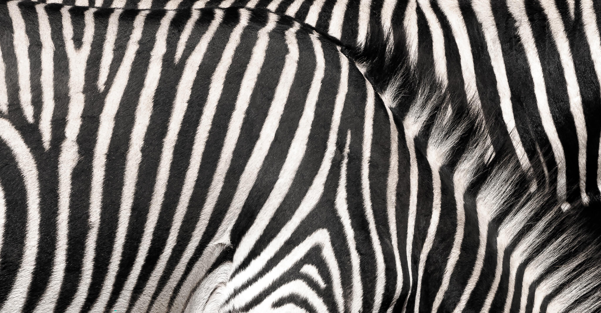 Close-up black and white photograph of zebra stripes, fine art macro texture.